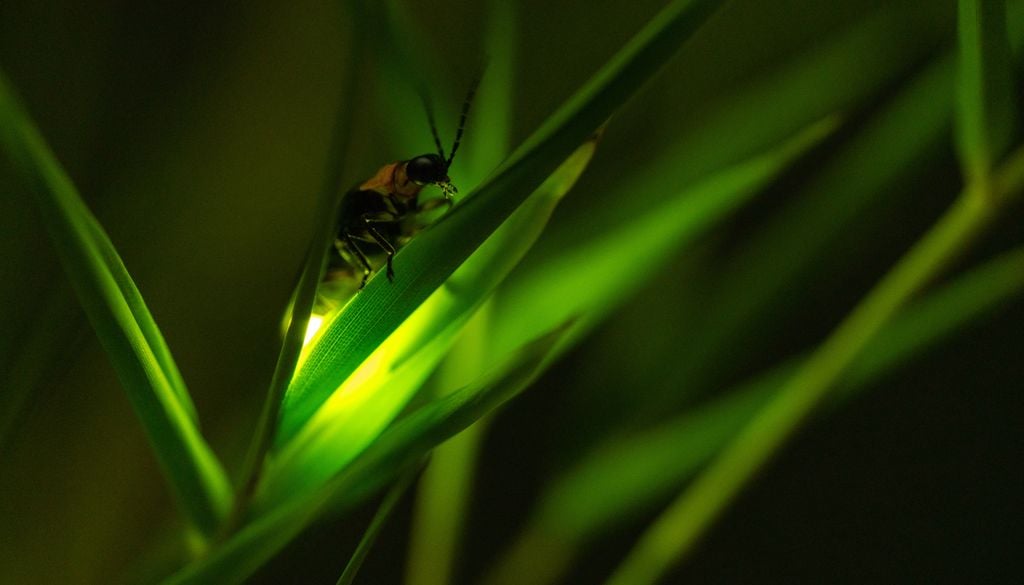 vaga-lume Os vaga-lumes pertencem majoritariamente à família Lampyridae, um grupo de besouros famoso pela capacidade de produzir luz, um processo químico chamado de bioluminescência.