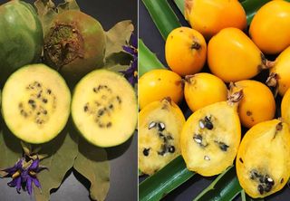 Você conhece a lobeira e o caraguatá? Frutos do Cerrado são ricos em proteínas e carboidratos, confirma estudo