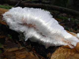 Você conhece o estranho fenômeno “Hair Ice”?