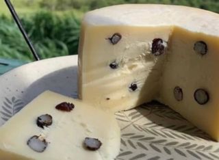 Você já provou queijo feito com formiga? Conheça a iguaria exótica que surpreende no Brasil