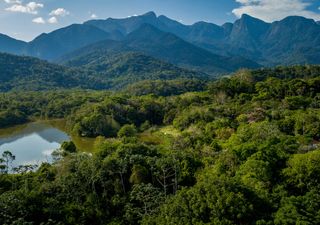 Você sabe quanto ainda resta de Mata Atlântica na sua cidade? 