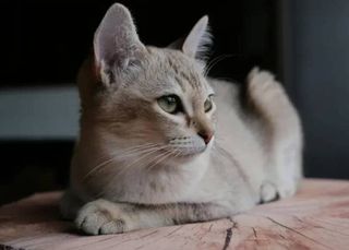 Você sabia? Gatos desenvolvem demência de forma semelhante a humanos com Alzheimer