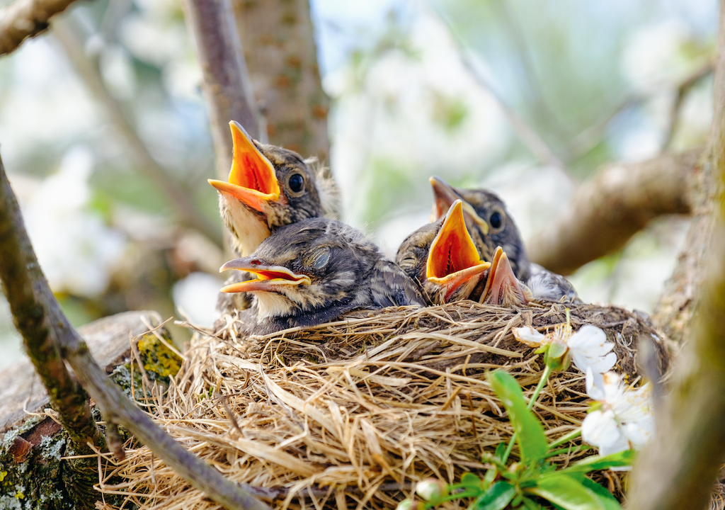 Jungvögel, Nest, Futter, Sommerbrutzeit Jungvögel, Nest, Futter, Sommerbrutzeit