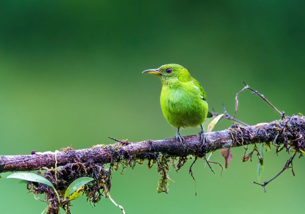 vogel, guener honigsauger, aussterben