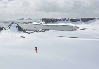 Vogelgrippe breitet sich weiter in der Antarktis aus: Werden die Bestände bald kollabieren?