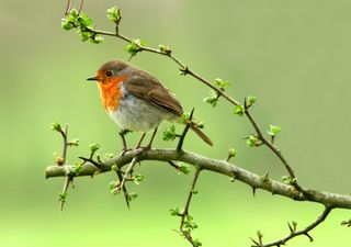 Intensive Landwirtschaft als Hauptgrund für das Vogelsterben in Europa?