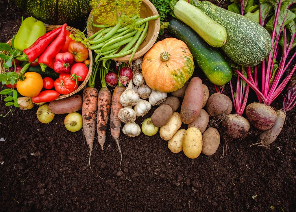 Encore des légumes d'été à récolter avant ceux d'automne et d'hiver !