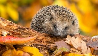 Voici comment am&eacute;nager un abri pour les h&eacute;rissons avant l'hiver