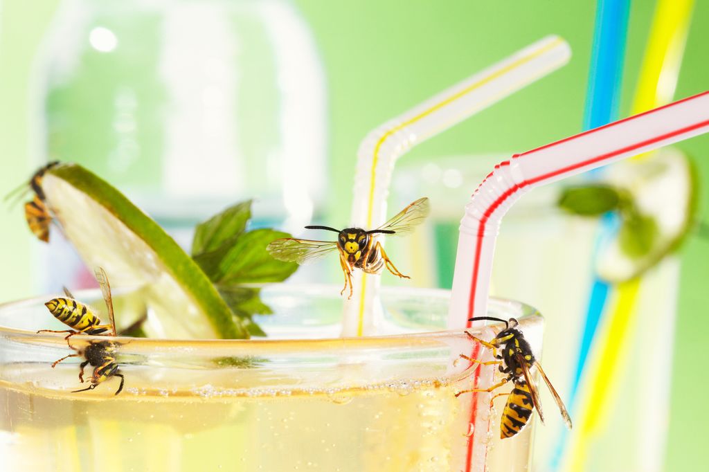 Guêpes insecte verre cocktail sucre été Impossible de manger ou boire en extérieur en été à cause de ces petits insectes volants !