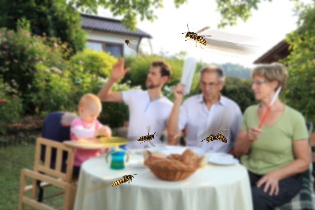 Guêpe été vacance repas terrasse jardin famille insecte nuisible En cas de nombre de guêpes trop important, n'hésitez pas à regarder aux alentours de chez vous, peut-être que leur nid n'est pas loin…