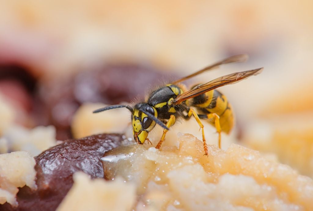 Guêpe insecte nuisible viande sucre boisson aliment En été, les guêpes sont attirées par nos aliments car elles souhaitent se nourrir et alimenter leur colonie.