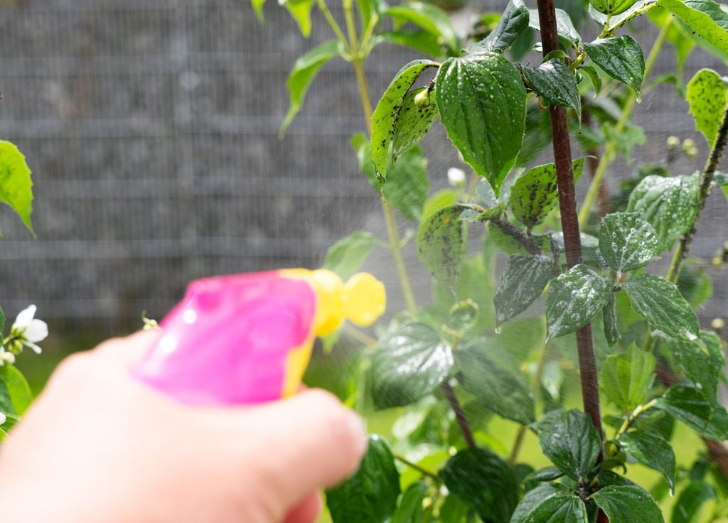 Un simple pulvérisateur est suffisant pour de petites surfaces. Bien entendu, traiter lorsque le vent ne souffle pas. Un simple pulvérisateur est suffisant pour de petites surfaces. Bien entendu, traiter lorsque le vent ne souffle pas.