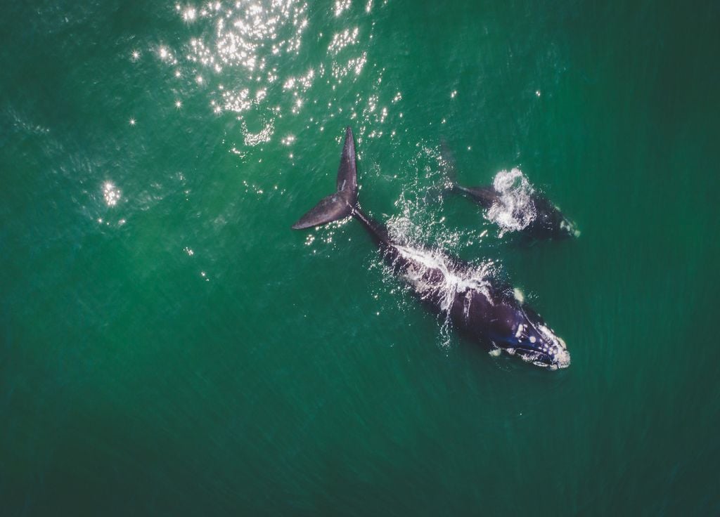 Baleine franche baleineau océan