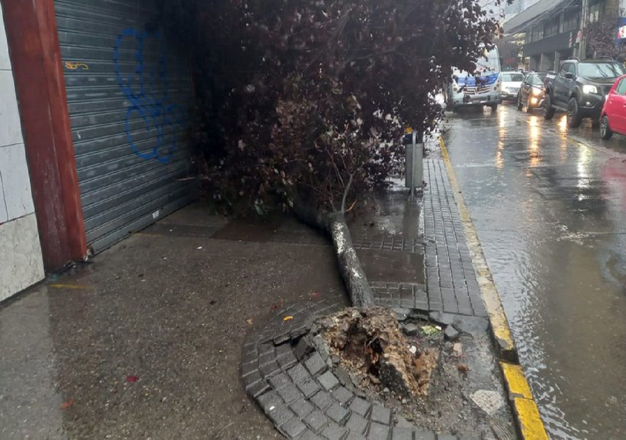 Voladuras De Techos Y Caídas De árboles Las Consecuencias Que Ha