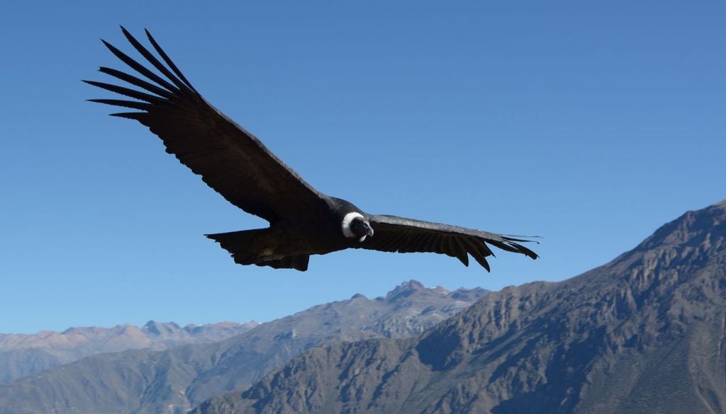 Il falco delle Ande ama il volo veleggiato perché può usare le correnti che si formano sulle montagne