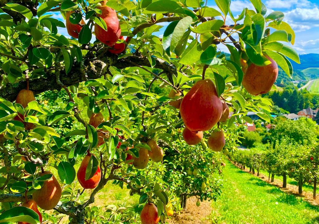 Der Erntezeitpunkt ist entscheidend für die Qualität der Früchte Der Erntezeitpunkt ist entscheidend für die Qualität der Früchte
