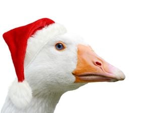 Vom Martinstag bis zum Weihnachtsfest auf dem Teller: Die leckeren Traditionen rund um die Gans