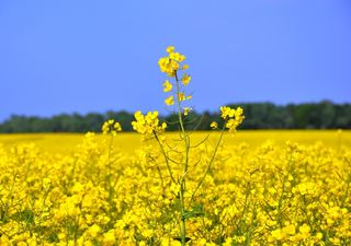 Von Pasta bis Hackfleisch-Ersatz: Wird Raps das neue Soja? Forscher prüfen Rapsprotein auf Alltagstauglichkeit
