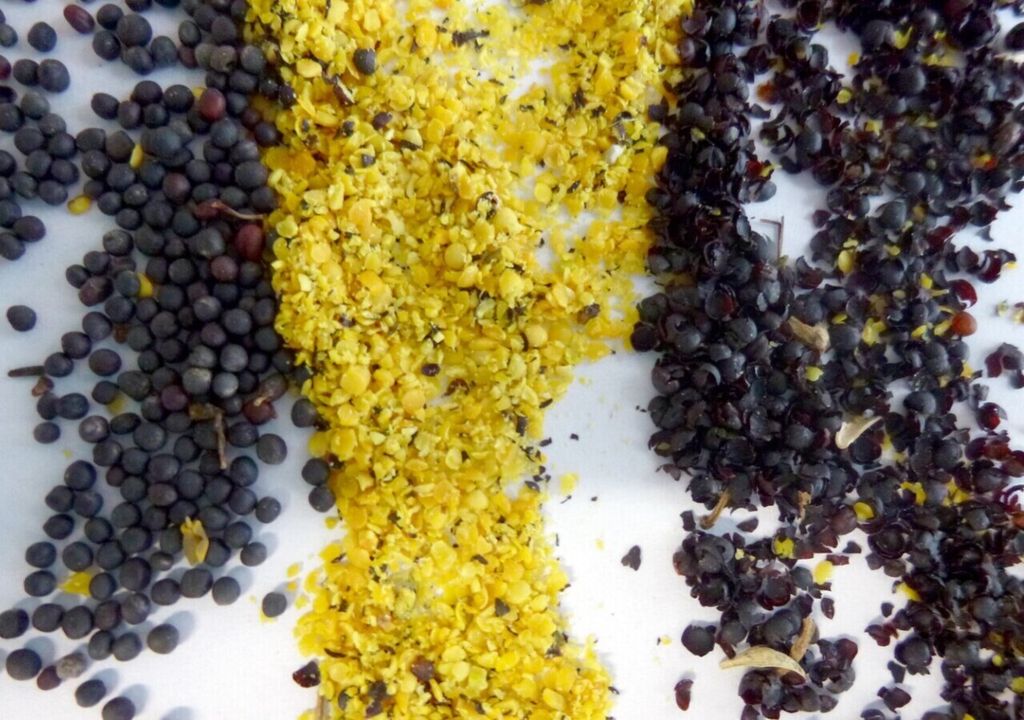 Rapssaaten zur Gewinnung von Wertstoffen und neuen Produkten. Rapssaaten zur Gewinnung von Wertstoffen und neuen Produkten. Bild: Fraunhofer IGB