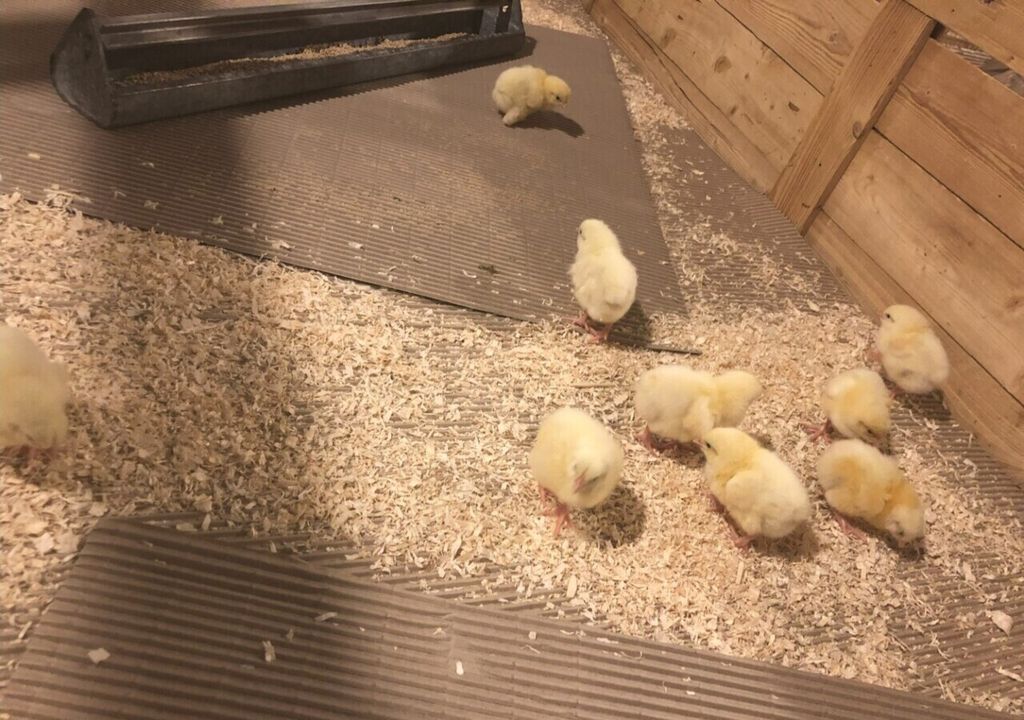 Zu Pellets gepresst erwies sich Rapskernkonzentrat auch als bestens geeignet als Futtermittel für die Geflügelmast. Zu Pellets gepresst erwies sich Rapskernkonzentrat auch als bestens geeignet als Futtermittel für die Geflügelmast. Bild: Universität Hohenheim