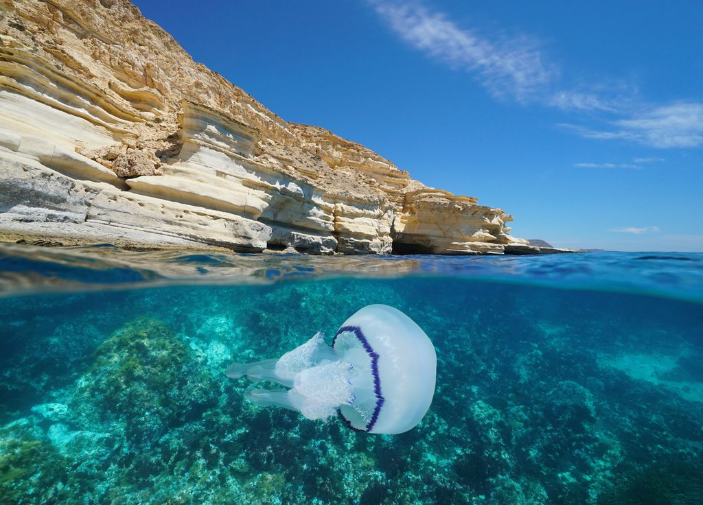 Canicule Été vacances France Méditerranée Méduse Canicule Été vacances France Méditerranée Méduse
