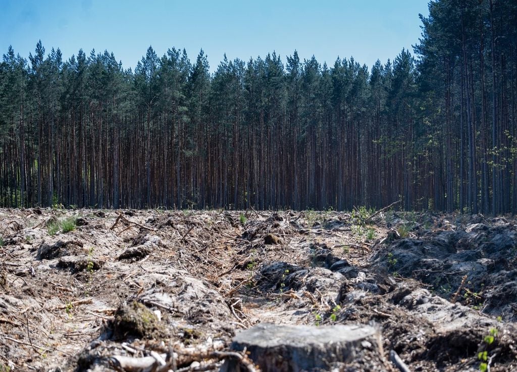 La déforestation, un fléau que certaines banques financent