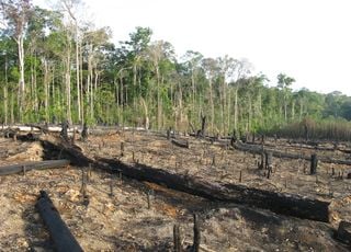 Votre banque finance-t-elle la déforestation en Amazonie ? Des ONG ont mené l'enquête