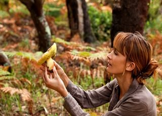 Vous allez cueillir des champignons ? Attention aux erreurs en les identifiant !