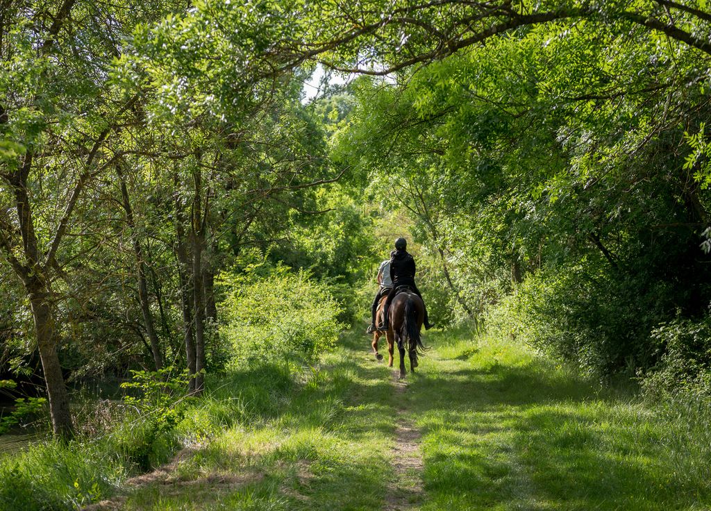 Randonnée à cheval en forêt. Randonnée à cheval en forêt.