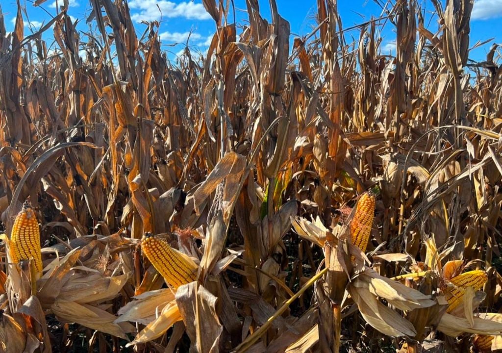 Maíz temprano en madurez fisiológica, sembrado en General Pinto, provincia de Buenos Aires. Gentileza: Bolsa de Cereales de Buenos Aires