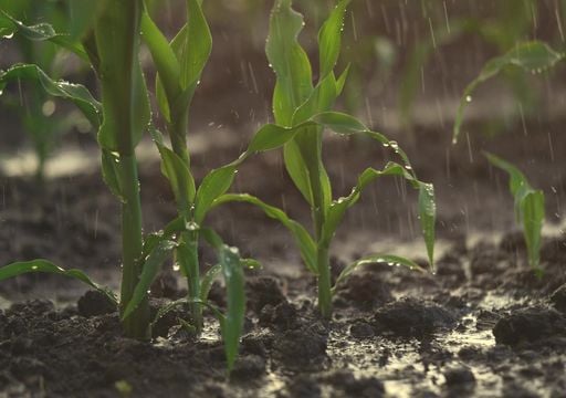 El regreso de las lluvias este fin de semana largo: qu&eacute; zonas del agro pueden mejorar y cu&aacute;les corren riesgo