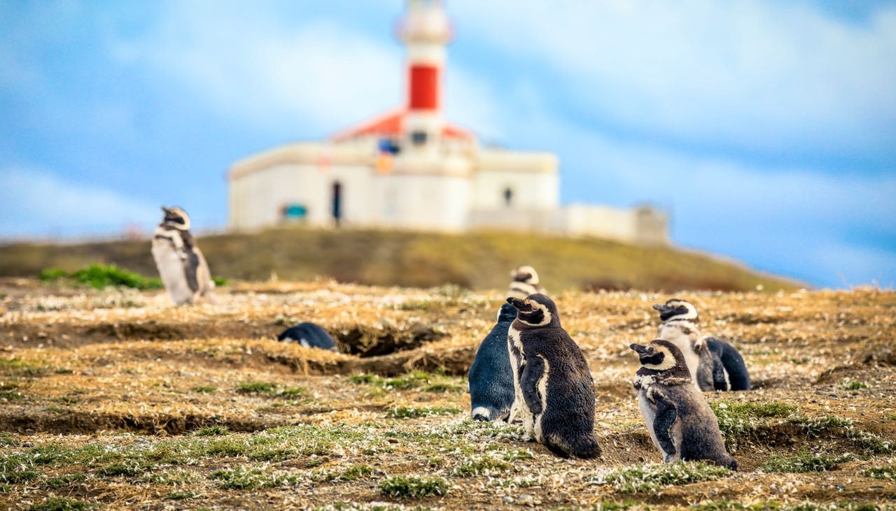 Colonia de pingüinos de Magallanes en la Isla Magdalena.