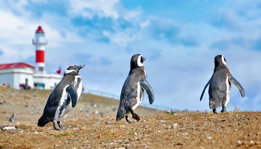 Monumento Natural Los Pingüinos, Región de Magallanes. La isla Magdalena es parte del Monumento Natural Los Pingüinos.