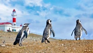 Vuelven las visitas a Isla Magdalena: cu&aacute;ndo y c&oacute;mo ver ping&uuml;inos en Magallanes esta primavera