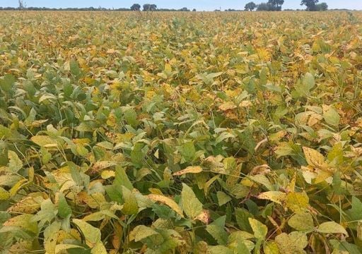 Vuelven las lluvias al campo argentino: qu&eacute; zonas mejoran y d&oacute;nde peligra la cosecha