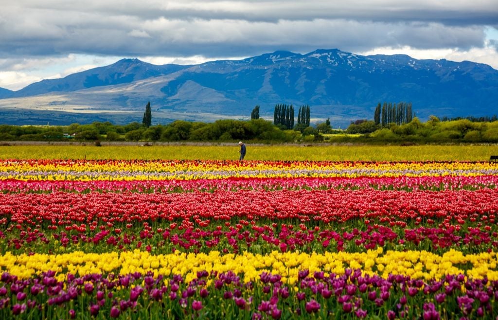 Tulipanes Las plantaciones se extienden frente a las montañas, con el cerro Trono de Nubes como parte del paisaje.