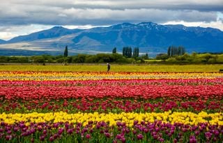 Vuelven los tulipanes a la Patagonia: la fecha exacta en la que abre el famoso campo de Chubut (y los nuevos precios)