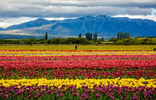 Vuelven los tulipanes a la Patagonia: la fecha exacta en la que abre el famoso campo de Chubut (y los nuevos precios)