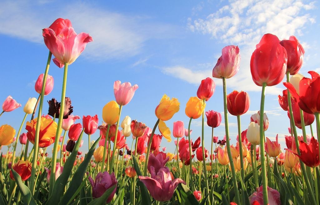 Tulipanes Aunque hoy se los relaciona principalmente con los Países Bajos, los tulipanes ya se cultivaban en el Imperio otomano antes de llegar a los jardines holandeses en el siglo XVI.