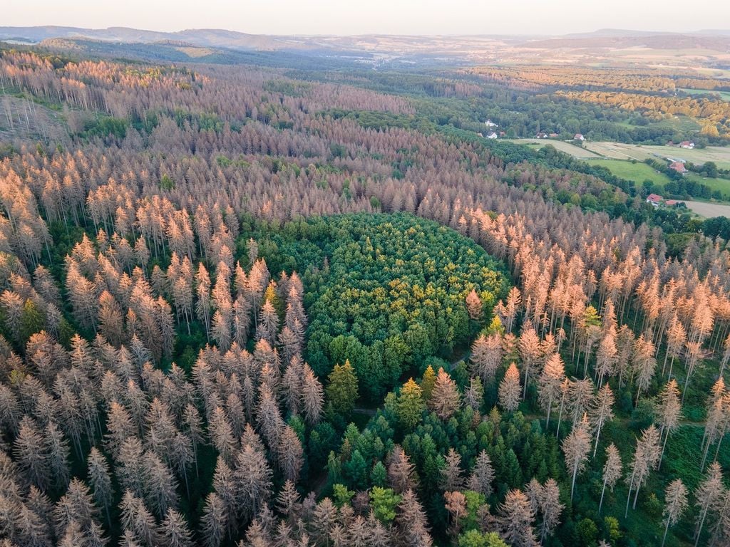 Fichten im deutschen und öserreichischen Waldbestand
