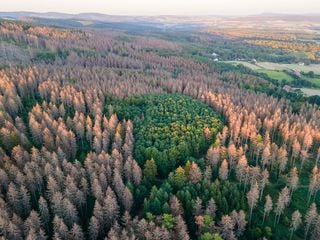 Wälder in Deutschland und Österreich sind keine Kohlenstoffsenken mehr!