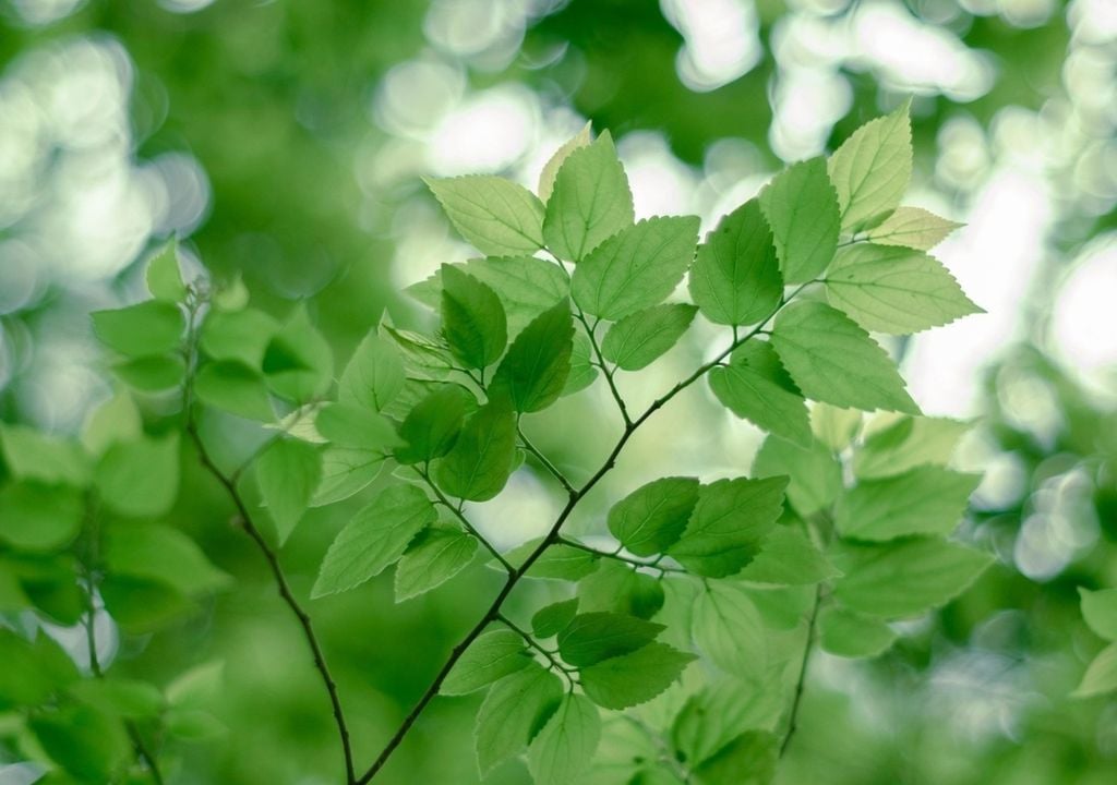 Obwohl der Frühling heute früher beginnt als noch vor zehn Jahren, wachsen Bäume insgesamt langsamer. Obwohl der Frühling heute früher beginnt als noch vor zehn Jahren, wachsen Bäume insgesamt langsamer.