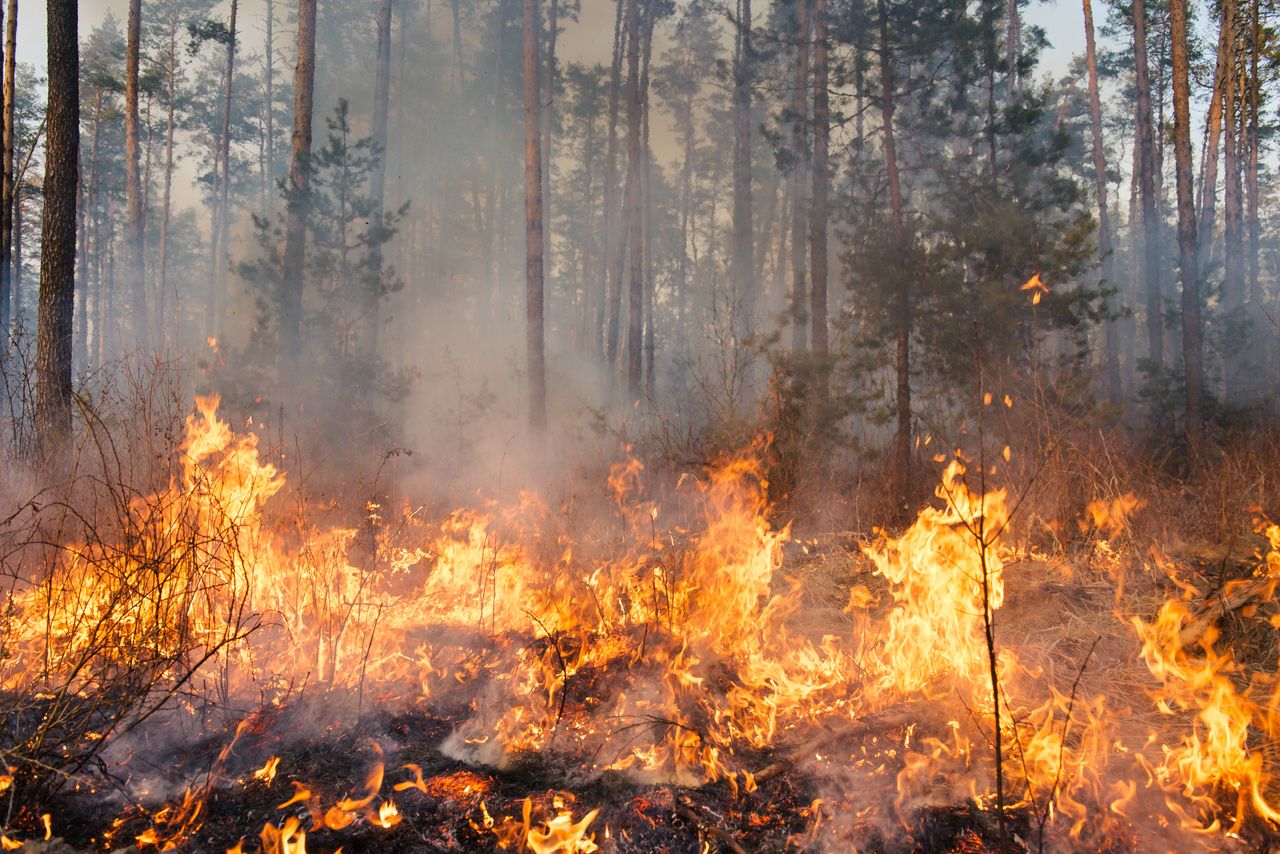 Warum sind die Waldbrände in Kanada so schlimm?