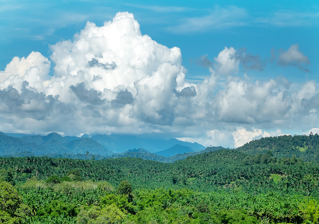 Neue Studien warnen: Schnell wachsende Bäume verändern Wälder weltweit – mit Folgen für Klima, Biodiversität und Stabilität.