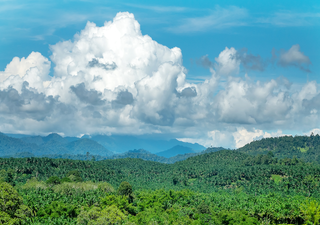 W&auml;lder ver&auml;ndern sich rasant: Schnell wachsende B&auml;ume verdr&auml;ngen stabile Arten &ndash; Experten sind zunehmend besorgt
