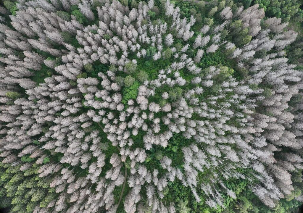 Ein Waldgebiet mit vielen abgestorbenen Bäumen.