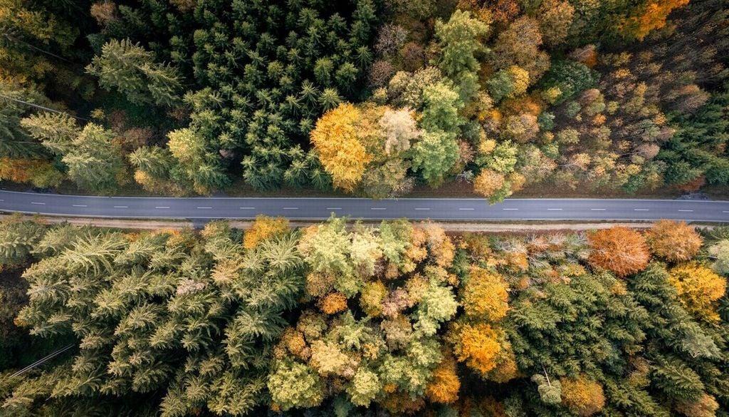 Auch wenn sich der deutsche Wald im letzten Jahr leicht erholen konnte, gibt es weiterhin negative Entwicklungen, etwa bei Eiche und Kiefer. Bild: Kay Mayer/Unsplash