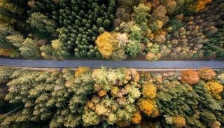 Waldzustandserhebung 2025: Deutsche W&auml;lder erholen sich leicht &ndash; Eichen bereitet gro&szlig;e Sorgen