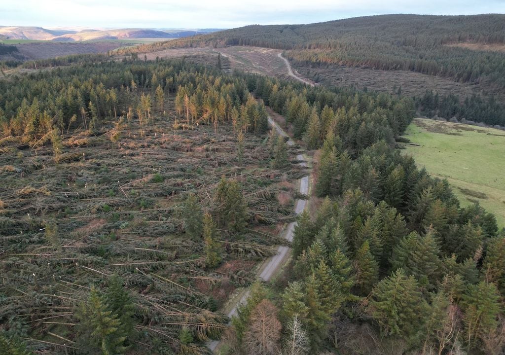 Damage to Welsh forests wrought by Storm Darragh will take months to clear