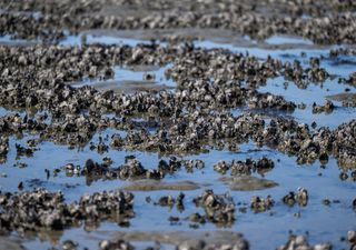 Wandel im Wattenmeer: Studie belegt dramatische Veränderungen der Artenvielfalt – Folgen unabsehbar